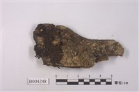 藏品(日鱗蘚)的圖片